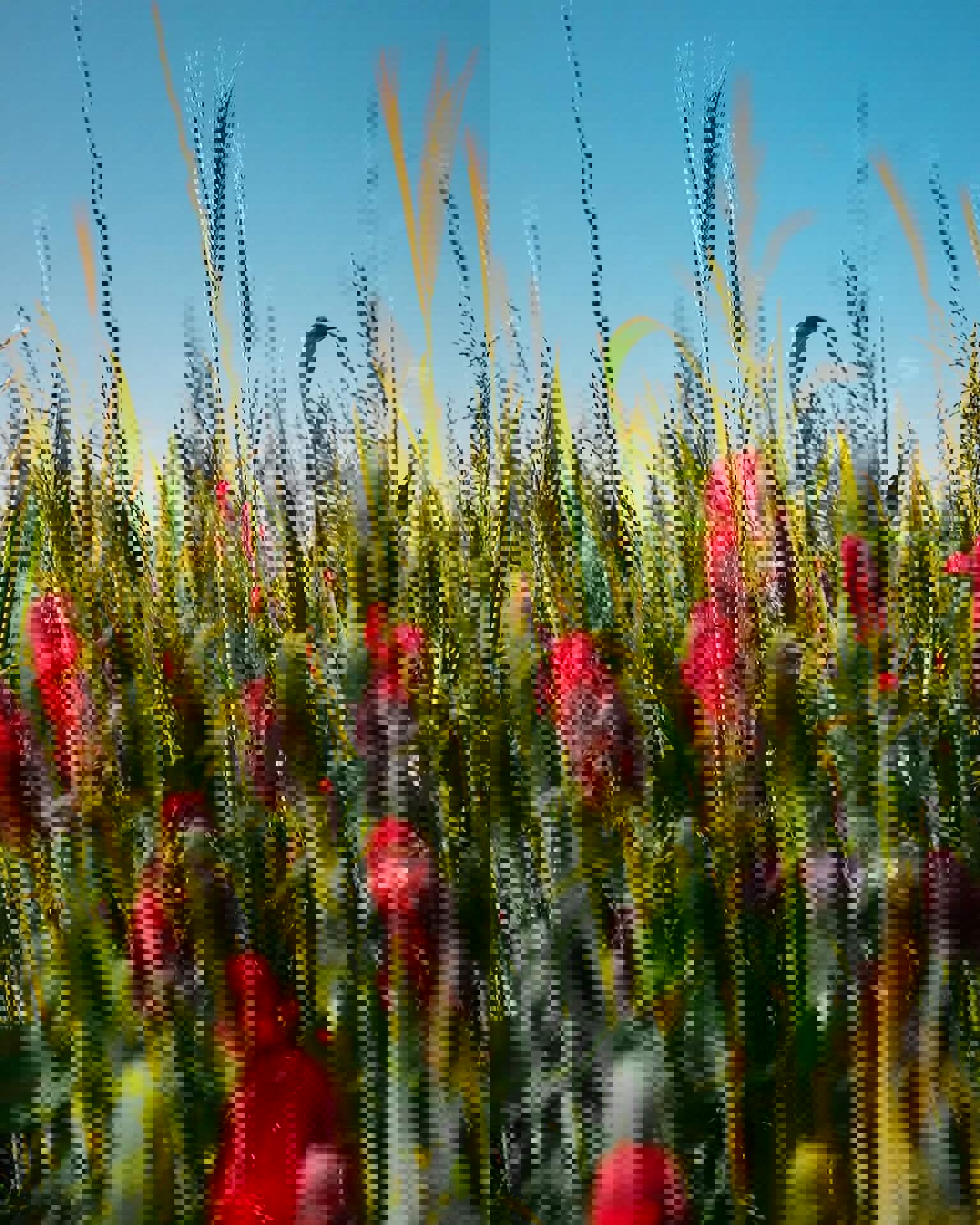 /media/0v5kjdic/wildfarmed-fields-full-of-life-11.jpeg?width=1536&height=1920&v=1dc0dc5c755a730