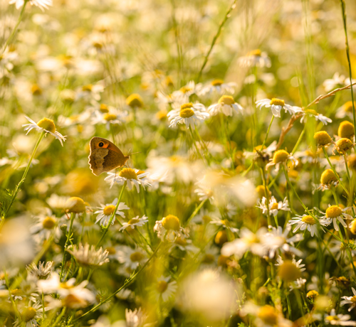 Wildfarmed Fields Full Of Life