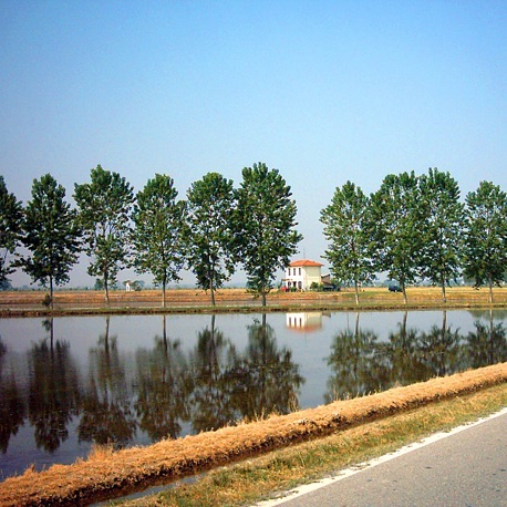 Rice Field Under Water