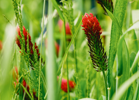 Wildfarmed Fields Full Of Life 15