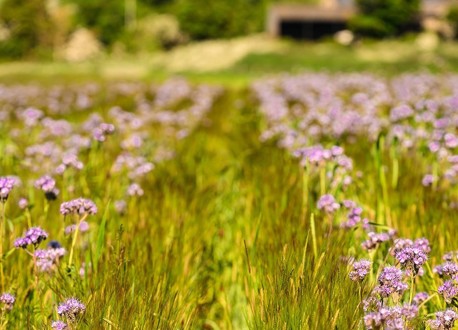 Wildfarmed Fields Full Of Life 13