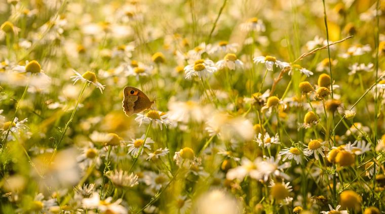 wildfarmed-fields-full-of-life.jpg
