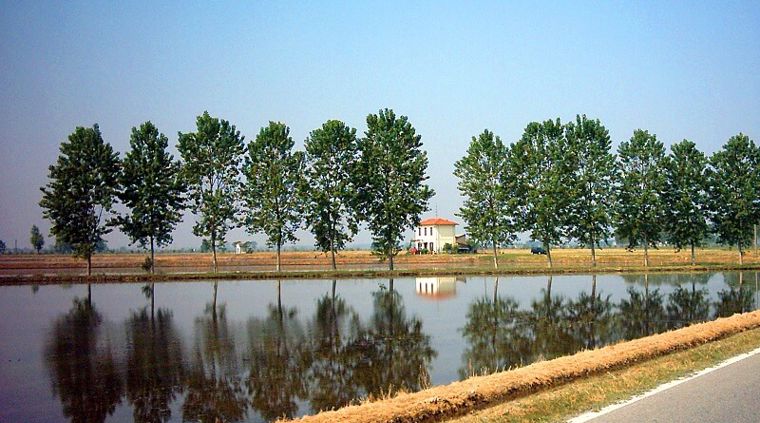 rice-field-under-water.jpg