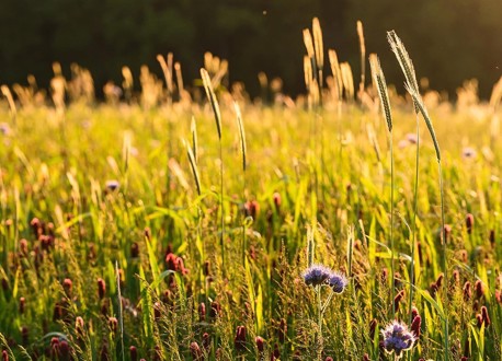 Wildfarmed Fields Full Of Life 12
